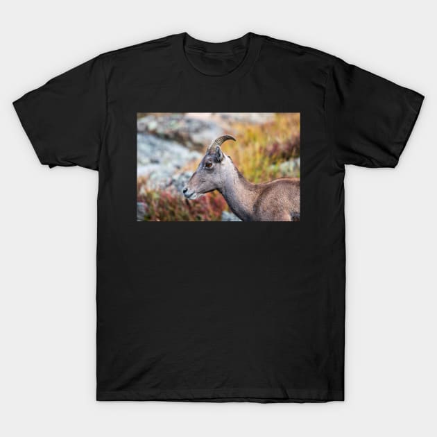 Rocky Mountain Bighorn T-Shirt by gdb2